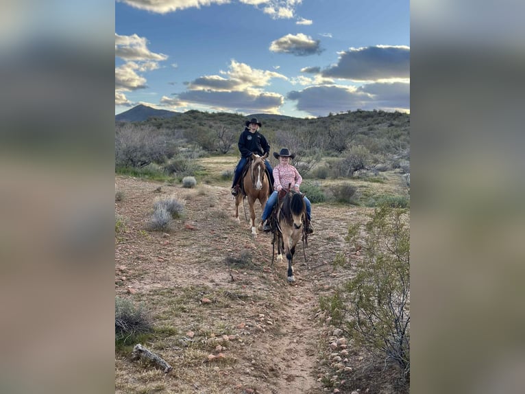 American Quarter Horse Gelding 5 years 15.1 hh Palomino in Mount Vernon