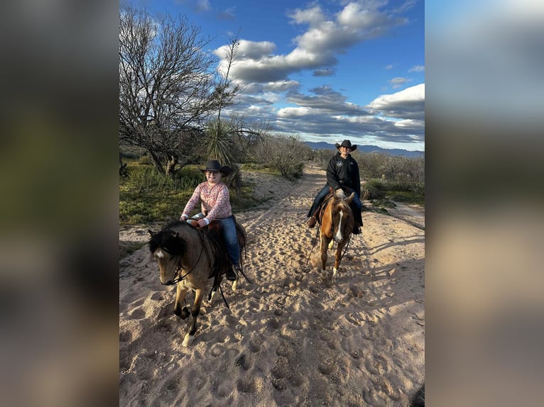 American Quarter Horse Gelding 5 years 15.1 hh Palomino in Mount Vernon