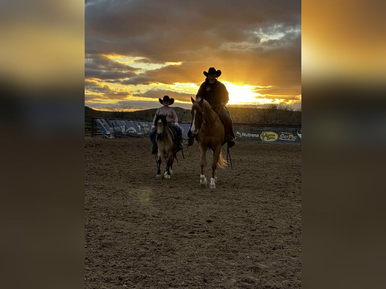 American Quarter Horse Gelding 5 years 15.1 hh Palomino in Mount Vernon