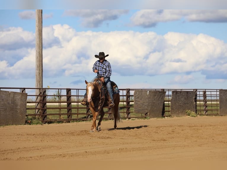 American Quarter Horse Gelding 5 years 15,1 hh Palomino in Bernard, IA