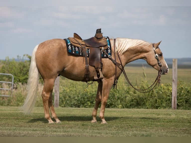 American Quarter Horse Gelding 5 years 15,1 hh Palomino in Bernard, IA