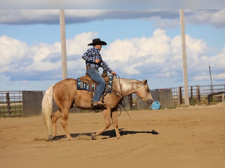 American Quarter Horse Gelding 5 years 15,1 hh Palomino in Bernard, IA