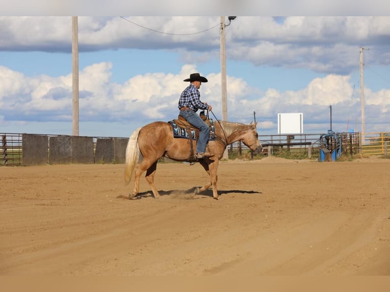 American Quarter Horse Gelding 5 years 15,1 hh Palomino in Bernard, IA