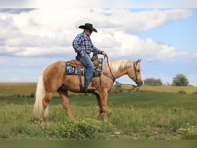 American Quarter Horse Gelding 5 years 15,1 hh Palomino in Bernard, IA