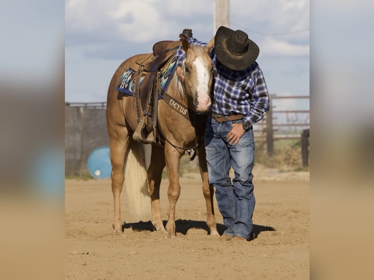 American Quarter Horse Gelding 5 years 15,1 hh Palomino in Bernard, IA