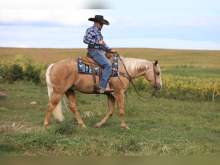 American Quarter Horse Gelding 5 years 15,1 hh Palomino in Bernard, IA