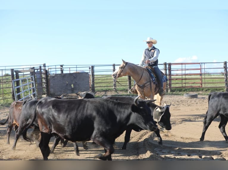 American Quarter Horse Gelding 5 years 15,1 hh Palomino in Bernard, IA