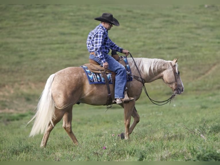 American Quarter Horse Gelding 5 years 15,1 hh Palomino in Bernard, IA