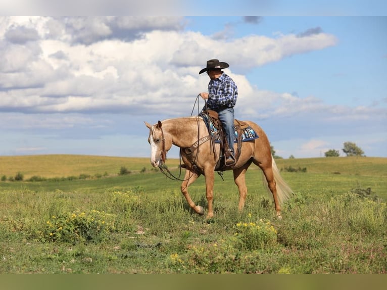 American Quarter Horse Gelding 5 years 15,1 hh Palomino in Bernard, IA