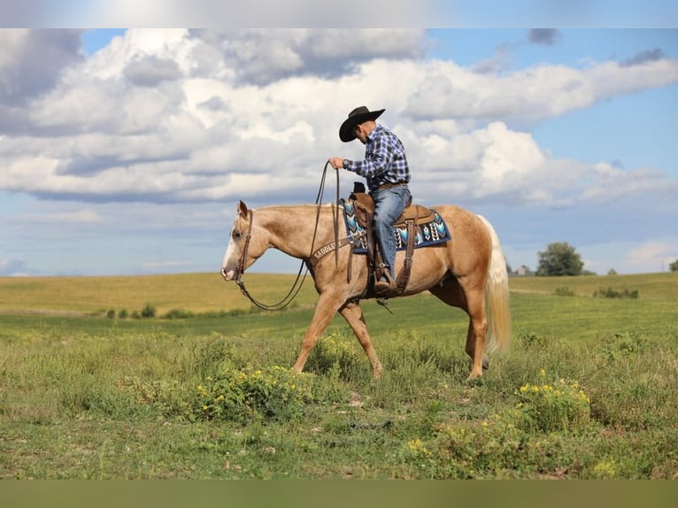 American Quarter Horse Gelding 5 years 15,1 hh Palomino in Bernard, IA