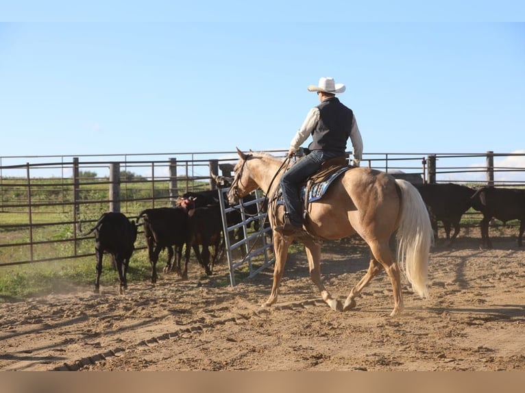 American Quarter Horse Gelding 5 years 15,1 hh Palomino in Bernard, IA