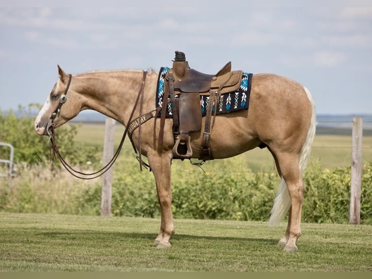 American Quarter Horse Gelding 5 years 15,1 hh Palomino in Bernard, IA