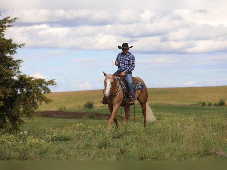 American Quarter Horse Gelding 5 years 15,1 hh Palomino in Bernard, IA