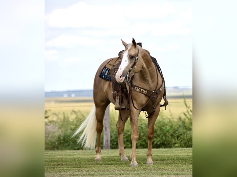 American Quarter Horse Gelding 5 years 15,1 hh Palomino in Bernard, IA