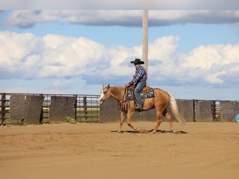 American Quarter Horse Gelding 5 years 15,1 hh Palomino in Bernard, IA