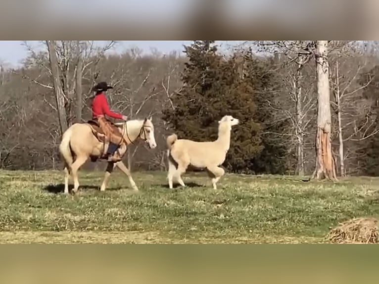 American Quarter Horse Gelding 5 years 15,1 hh Palomino in Ponder, TX