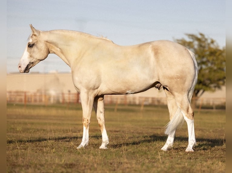 American Quarter Horse Gelding 5 years 15,1 hh Palomino in Ponder, TX