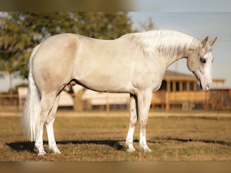 American Quarter Horse Gelding 5 years 15,1 hh Palomino in Ponder, TX