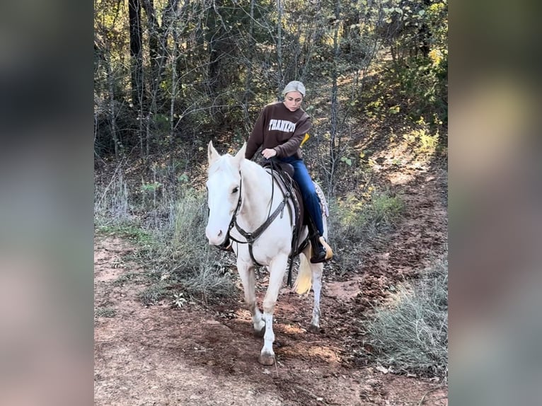 American Quarter Horse Gelding 5 years 15,1 hh Palomino in Ponder, TX