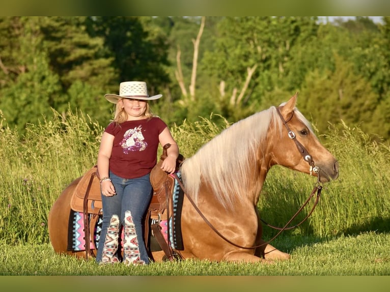 American Quarter Horse Gelding 5 years 15,1 hh Palomino in Crab Orchard, KY