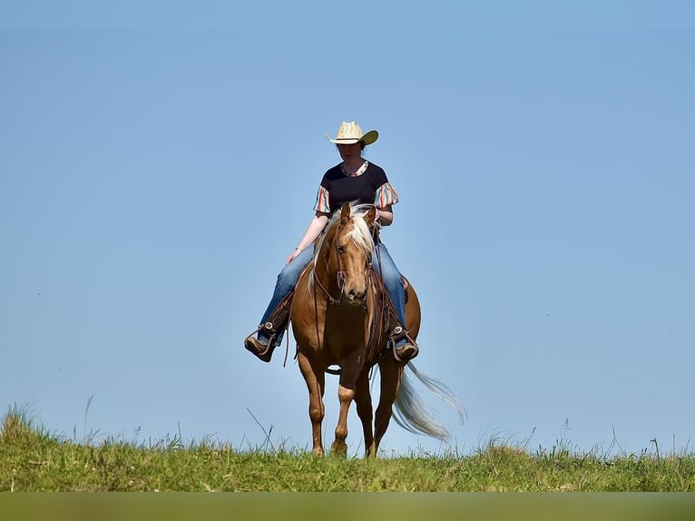 American Quarter Horse Gelding 5 years 15,1 hh Palomino in Crab Orchard, KY