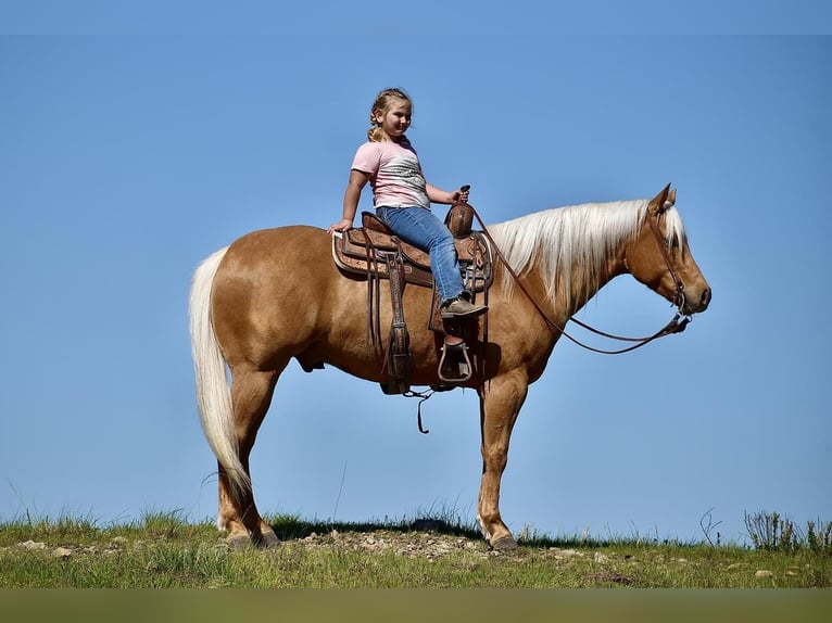 American Quarter Horse Gelding 5 years 15,1 hh Palomino in Crab Orchard, KY