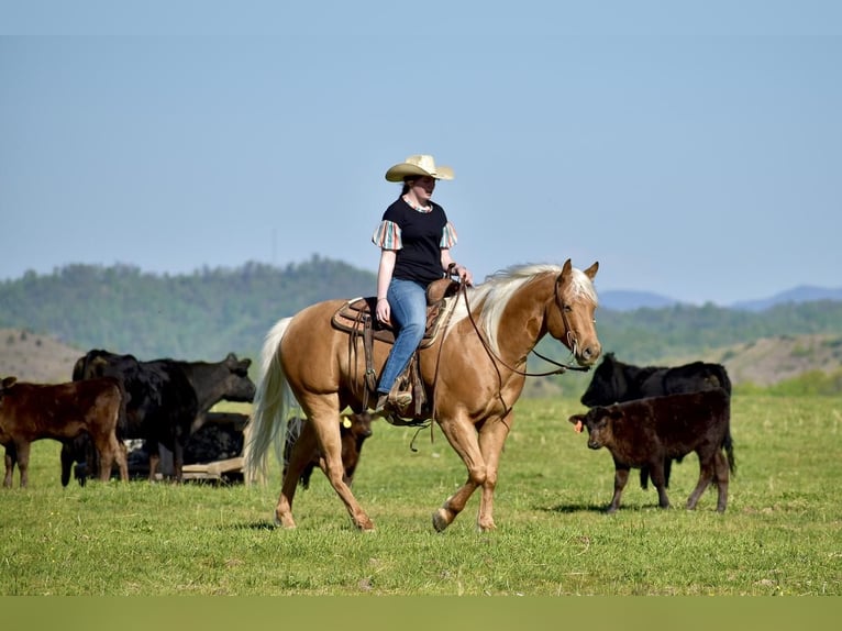 American Quarter Horse Gelding 5 years 15,1 hh Palomino in Crab Orchard, KY