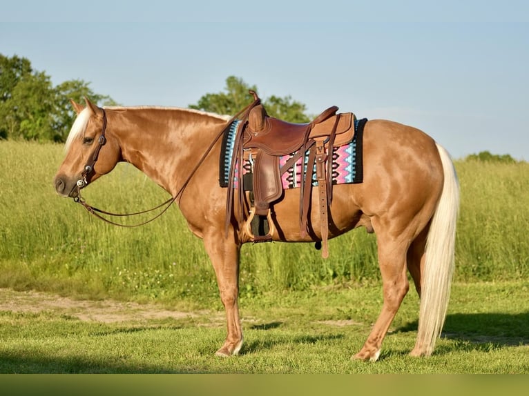 American Quarter Horse Gelding 5 years 15,1 hh Palomino in Crab Orchard, KY