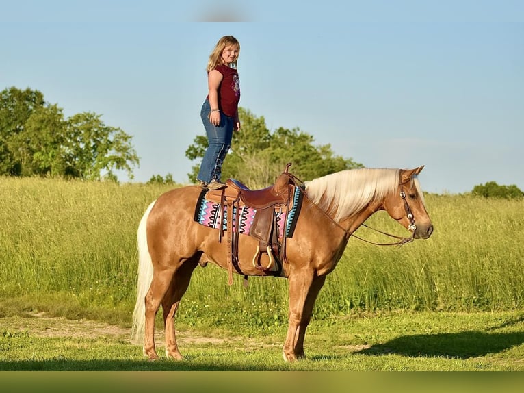 American Quarter Horse Gelding 5 years 15,1 hh Palomino in Crab Orchard, KY