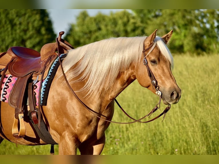 American Quarter Horse Gelding 5 years 15,1 hh Palomino in Crab Orchard, KY