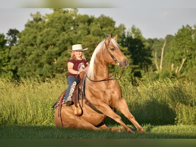 American Quarter Horse Gelding 5 years 15,1 hh Palomino in Crab Orchard, KY