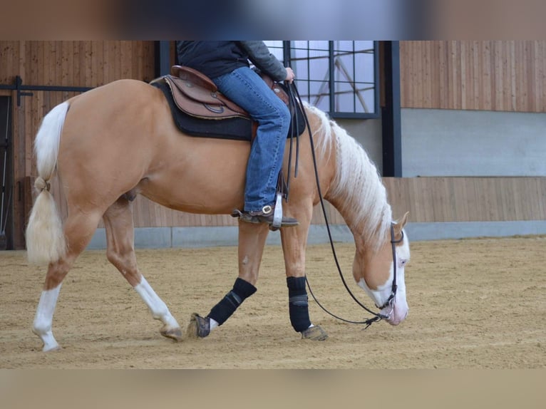 American Quarter Horse Gelding 5 years 15,1 hh Palomino in Moordrecht