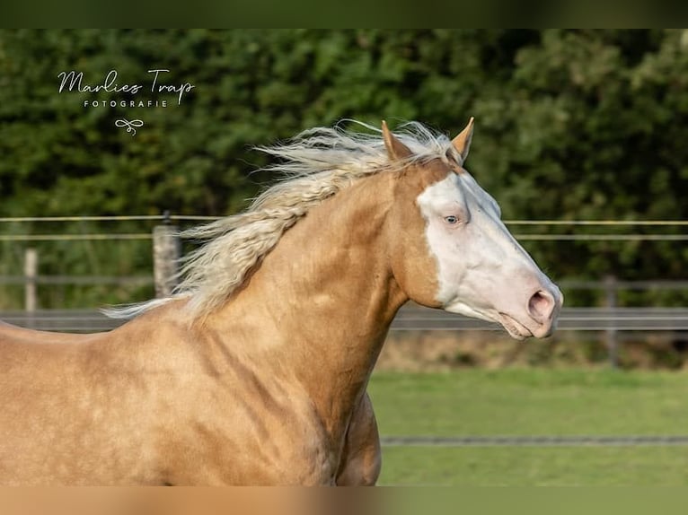 American Quarter Horse Gelding 5 years 15,1 hh Palomino in Moordrecht