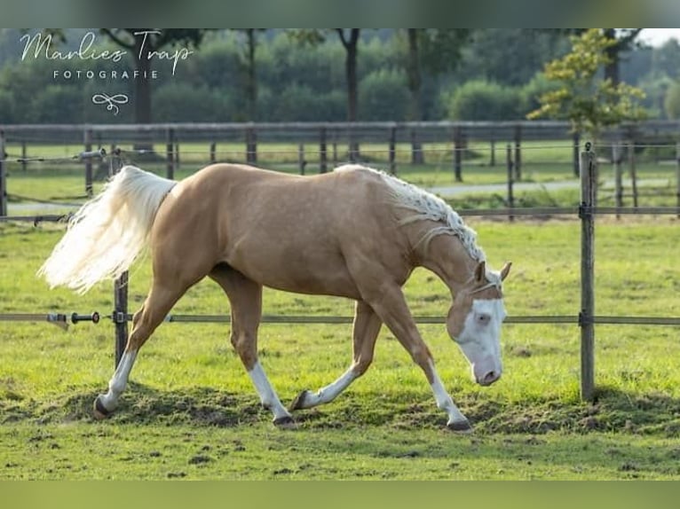 American Quarter Horse Gelding 5 years 15,1 hh Palomino in Moordrecht