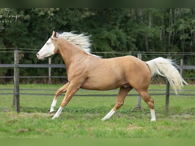 American Quarter Horse Gelding 5 years 15,1 hh Palomino in Moordrecht