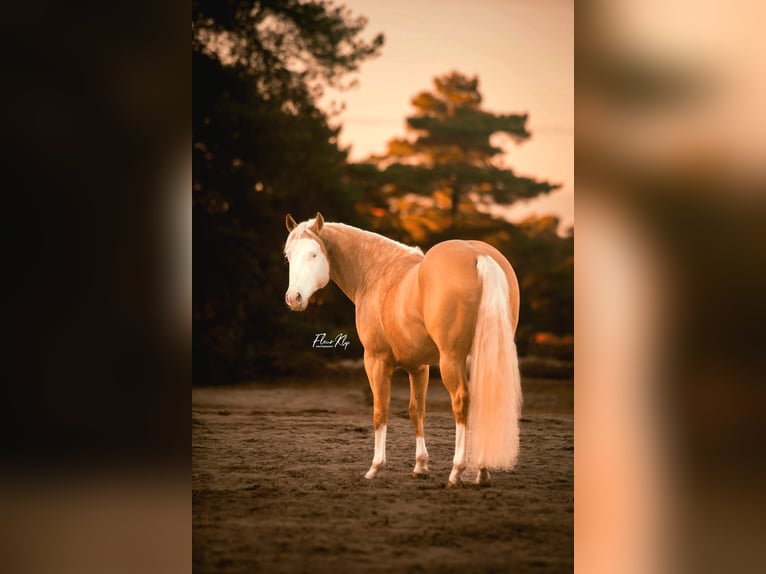 American Quarter Horse Gelding 5 years 15,1 hh Palomino in Moordrecht