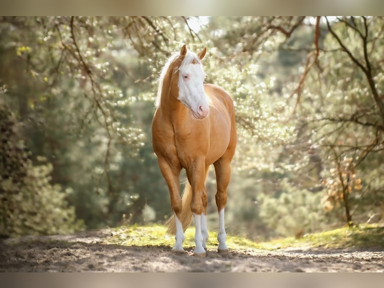 American Quarter Horse Gelding 5 years 15,1 hh Palomino in Moordrecht