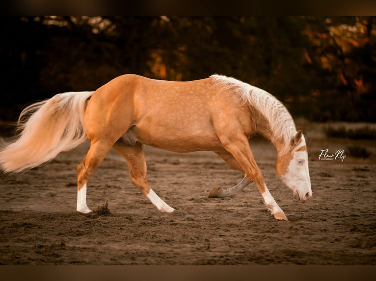 American Quarter Horse Gelding 5 years 15,1 hh Palomino in Moordrecht