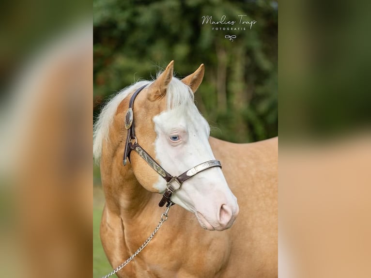 American Quarter Horse Gelding 5 years 15,1 hh Palomino in Moordrecht