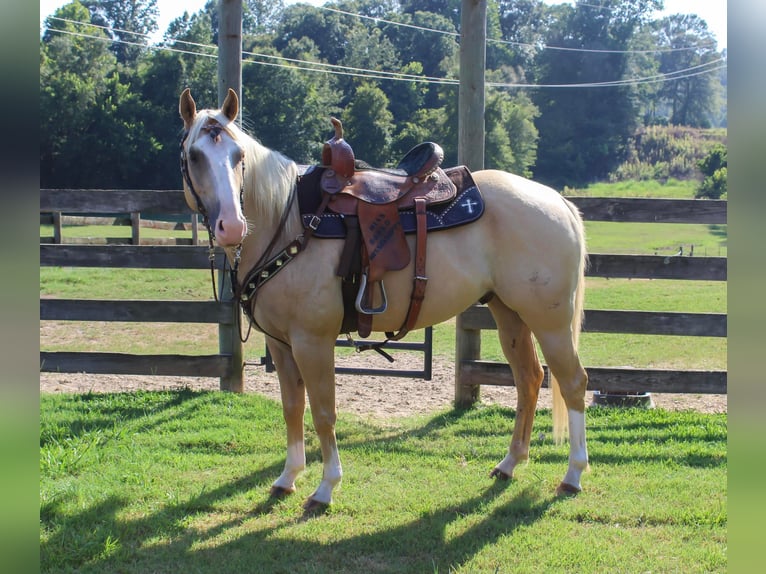 American Quarter Horse Gelding 5 years 15,1 hh Palomino in Bovina, MS