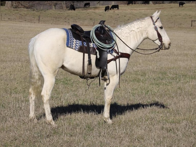 American Quarter Horse Gelding 5 years 15,1 hh Palomino in Tompkinsville Ky