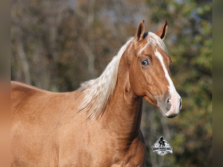 American Quarter Horse Gelding 5 years 15.1 hh Palomino in Wickenburg
