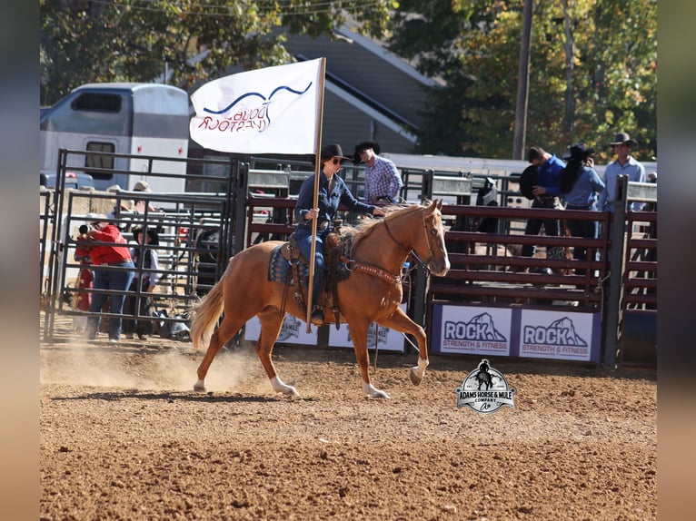 American Quarter Horse Gelding 5 years 15.1 hh Palomino in Wickenburg