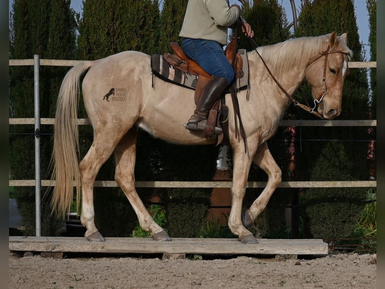 American Quarter Horse Gelding 5 years 15,1 hh Palomino in Mallorca