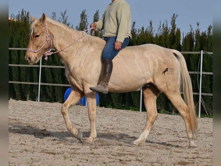 American Quarter Horse Gelding 5 years 15,1 hh Palomino in Mallorca