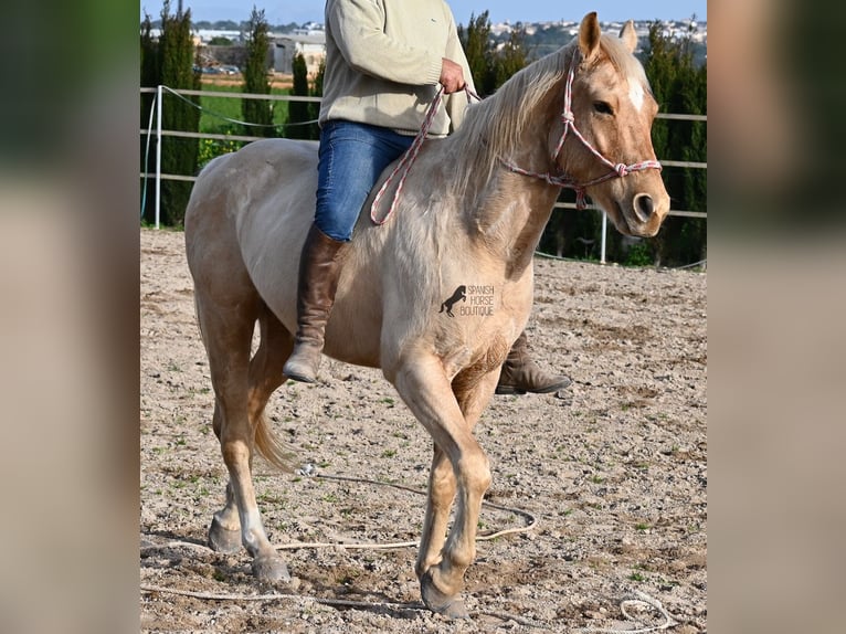 American Quarter Horse Gelding 5 years 15,1 hh Palomino in Mallorca