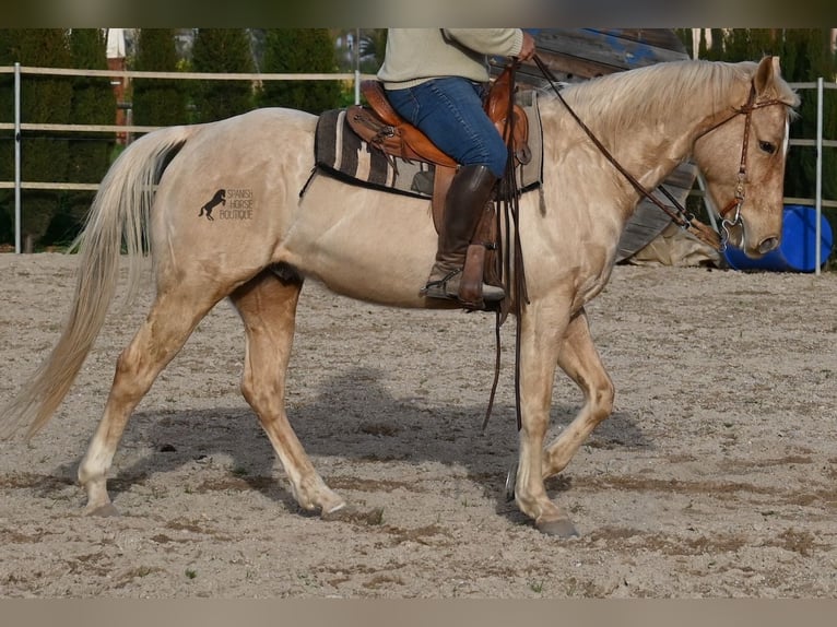 American Quarter Horse Gelding 5 years 15,1 hh Palomino in Mallorca