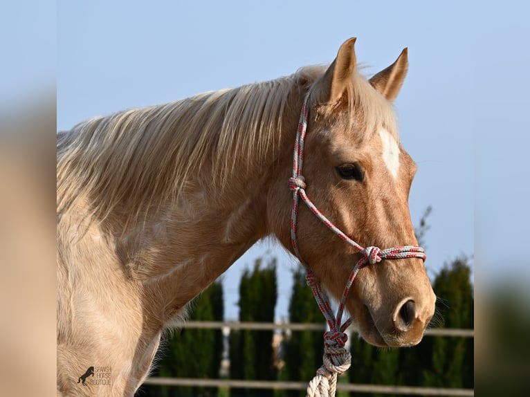 American Quarter Horse Gelding 5 years 15,1 hh Palomino in Mallorca