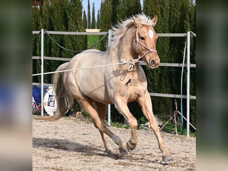 American Quarter Horse Gelding 5 years 15,1 hh Palomino in Mallorca