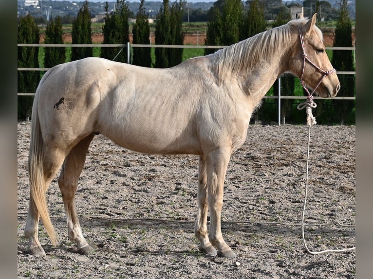 American Quarter Horse Gelding 5 years 15,1 hh Palomino in Mallorca